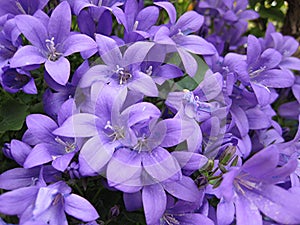 Campanula flowers photo