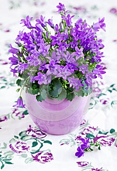 Campanula flowers