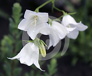 Campanula flowers blooming in the garden close - up view