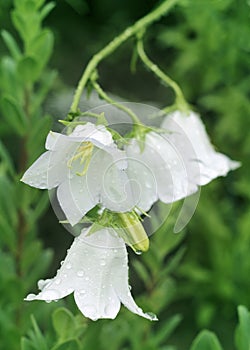 Campanula flowers blooming in the garden close - up view