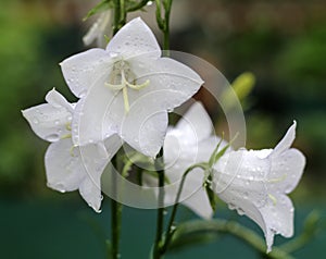 Campanula flowers blooming in the garden close - up view