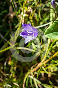 Campanula flowers in Vanoise national Park, France