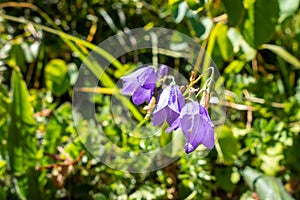 campanula flowers in Vanoise national Park  France