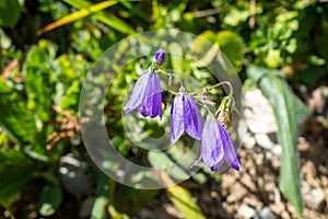 Campanula flowers in Vanoise national Park, France