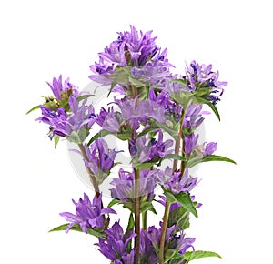 Campanula glomerata
