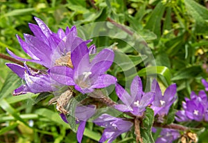 Campanula glomerata, clustered bellflower or Dane\'s blood purple flowers