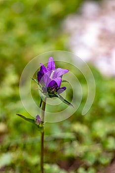 Campanula glomerata flower in the field