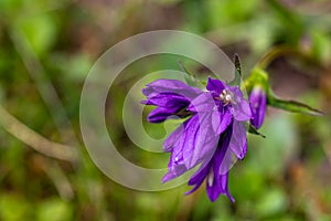 Campanula glomerata flower growing in the field