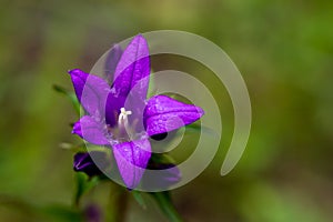 Campanula glomerata flower growing in the field, close up