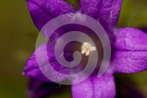 Campanula glomerata flower growing in the field, macro