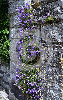 Campanula growing on a wall