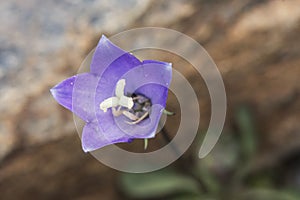 Campanula herminii bellflower small mountain flower with a flared shape and an intense blue color that on an unfocused brown