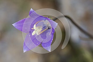 Campanula herminii bellflower small mountain flower with a flared shape and an intense blue color that on an unfocused brown