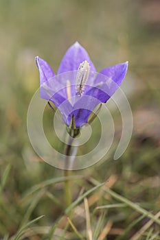 Campanula herminii bellflower small mountain flower with a flared shape and an intense blue color that on an unfocused brown