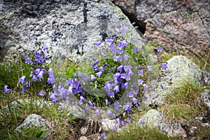 Campanula in High Tatras, Slovakia