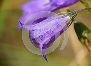 Campanula hispanica flower detail in green grass meadow next to path.