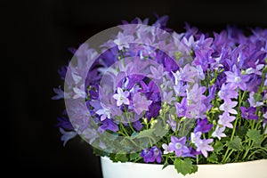 Campanula isophylla, bellflower, decorative flowers in a pot, dark background photo