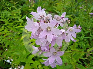 Campanula lactiflora 'Loddon Anna'