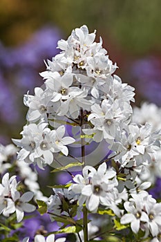 Campanula lactiflora `White Pouffe`