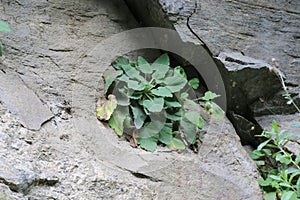 Campanula lanata, Campanulaceae