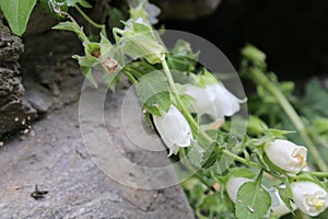 Campanula lanata, Campanulaceae