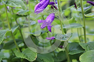 Campanula Latifolia