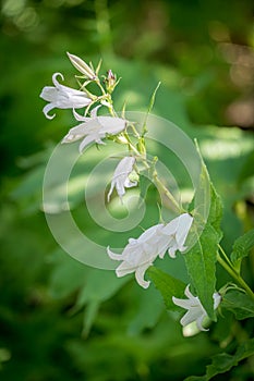Campanula latifolia alba giant bellflower white plant vertcial