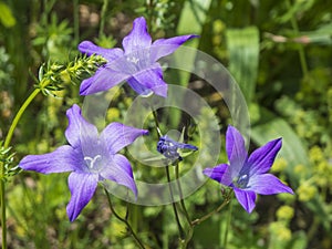 Campanula latifolia BreitblÃ¤ttrige Glockenblume violett