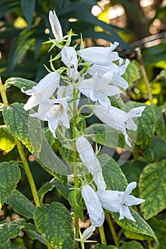 Campanula latifolia var macrantha `Alba`