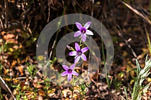 Campanula lusitanica is a herbaceous plant of the Campanulaceae family