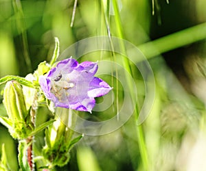 Campanula medium