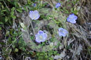 Campanula medium  in bloom