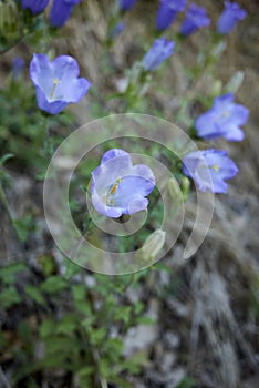 Campanula medium  in bloom