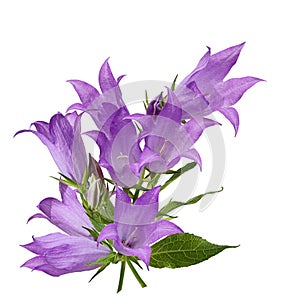 Campanula medium flower