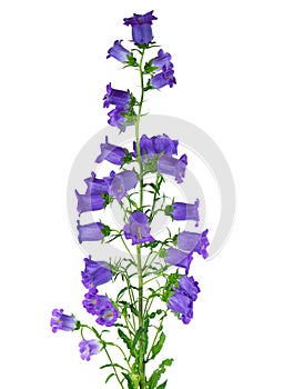 Campanula medium flowers isolated on white background. Blue flowers Canterbury bells or bell flower.