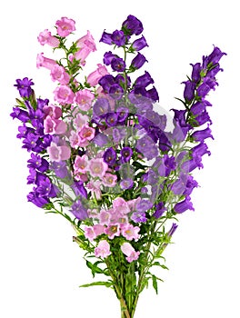 Campanula medium flowers isolated on white background. Bouquet of Canterbury bells or bell flower.
