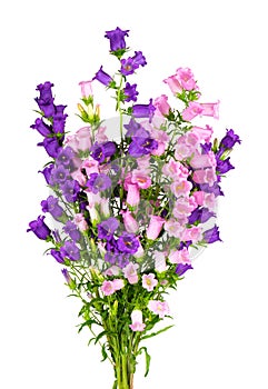 Campanula medium flowers isolated on white background. Bouquet of Canterbury bells or bell flower.