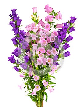 Campanula medium flowers isolated on white background. Bouquet of Canterbury bells or bell flower.