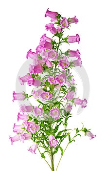 Campanula medium flowers isolated on white background. Pink flowers Canterbury bells or bell flower.