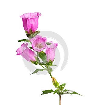 Campanula medium flowers isolated on white background. Pink flowers Canterbury bells or bell flower.