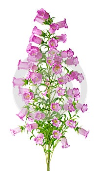 Campanula medium flowers isolated on white background. Pink flowers Canterbury bells or bell flower.