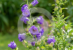 Campanula medium is a herbaceous biennial plant