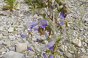 Campanula medium plant in bloom