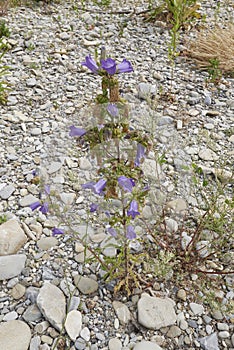 Campanula medium plant in bloom