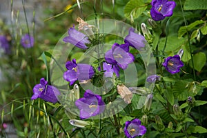 Campanula medium purple flower