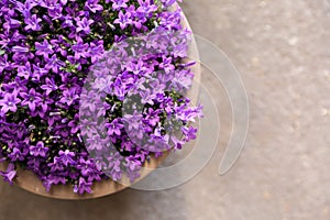 Campanula muralis flowers or violet bellflowers growing in a flowerpot, top view