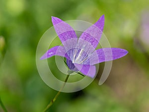 Campanula patula. Field flower. A flower of a spreading harebell