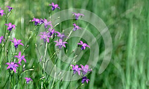 Campanula patula wild flowering plant, purple bellflowers flowers on background of green grass. Selective focus