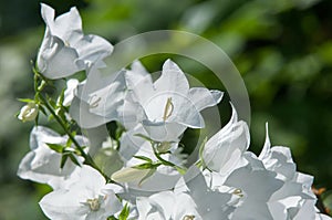 Campanula persicifolia blooms in the garden. Macedonian Garebets languages, the Greek bell, the Formanax bell. The Latin name is