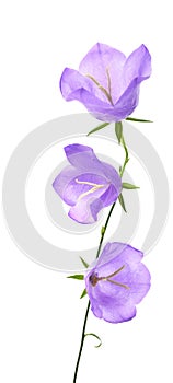 Campanula persicifolia